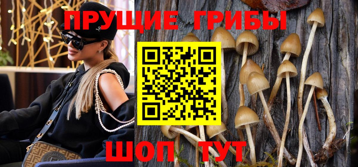 Галлюциногенные грибы Psilocybe  Вход с VPN  Знаменск  Псилоцибиновые грибы GOLDEN TEACHER 